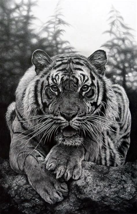 animals pencil drawing images